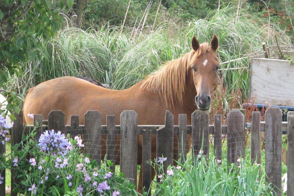 Little Paradise & Petting Farm 그레이마우스 외부 사진